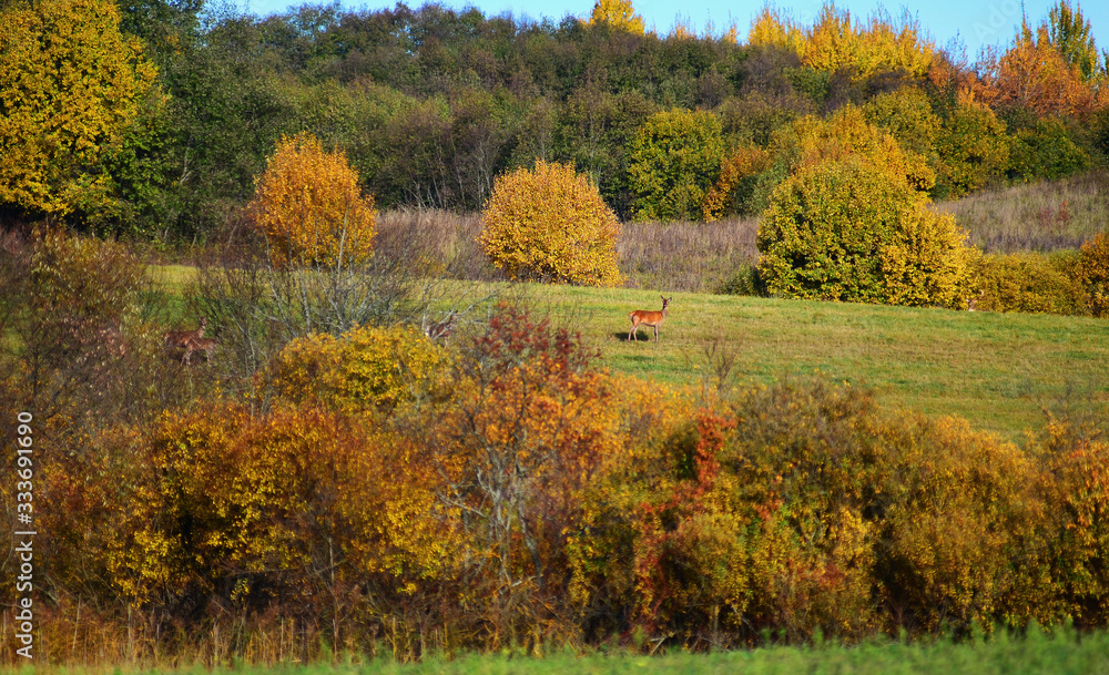 Red deer (Cervus elaphus) in autumn