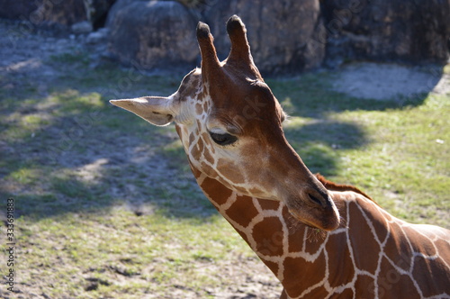 Photography Giraffe in the Zoo
