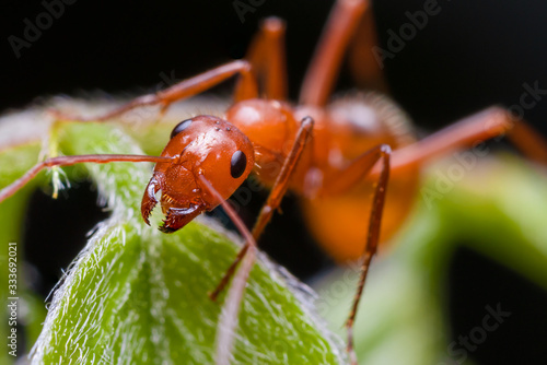 Red Carpenter Ant Close Up