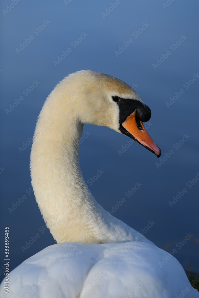 Obraz premium swan on lake