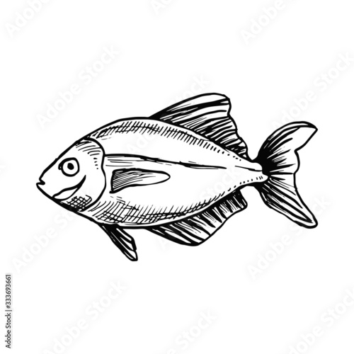 sea fish sketch drawing on a white background