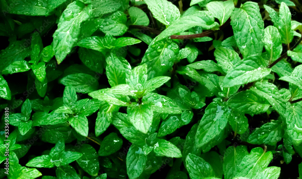 Fresh mint trees in the organic garden. Peppermint for peppermint flavoring. Fresh mint trees in the organic garden. Peppermint for peppermint flavoring.