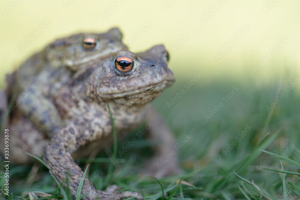 Green Frogs with Orange Eyes giving a piggy back Green Frogs with Orange Eyes giving a piggy back