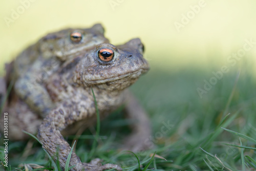 Green Frogs with Orange Eyes giving a piggy back