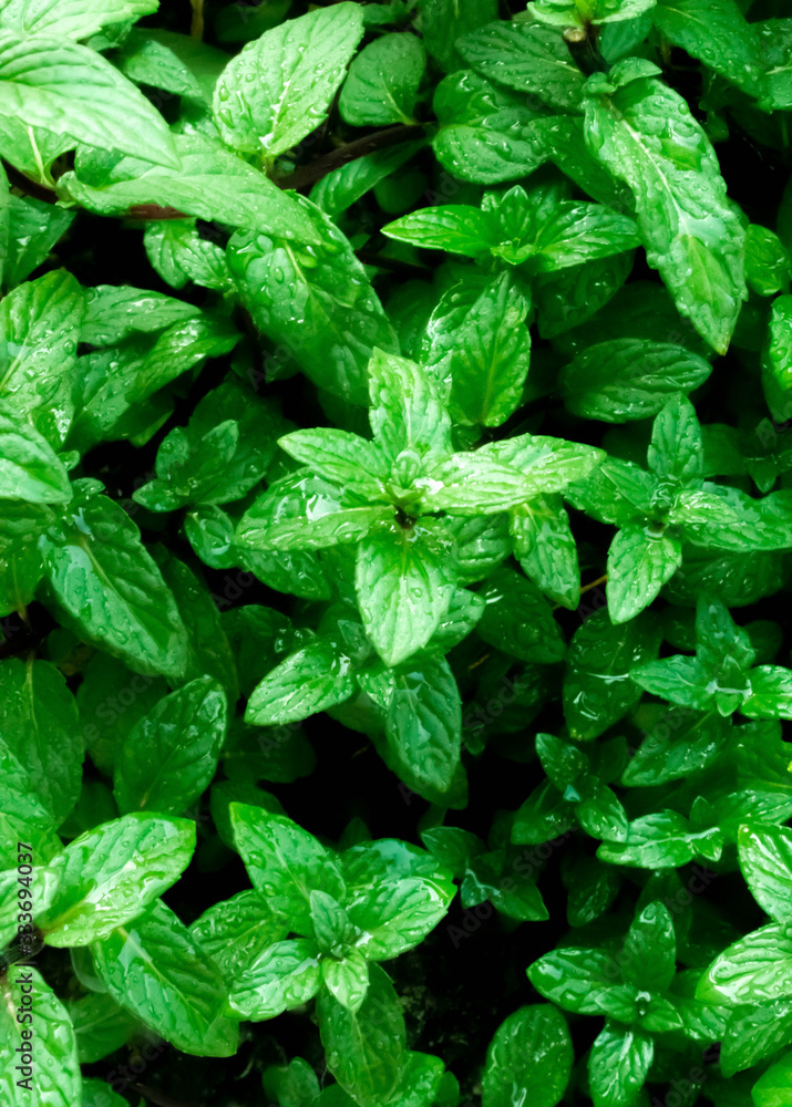 Fresh mint trees in the organic garden. Peppermint for peppermint flavoring. Fresh mint trees in the organic garden. Peppermint for peppermint flavoring.