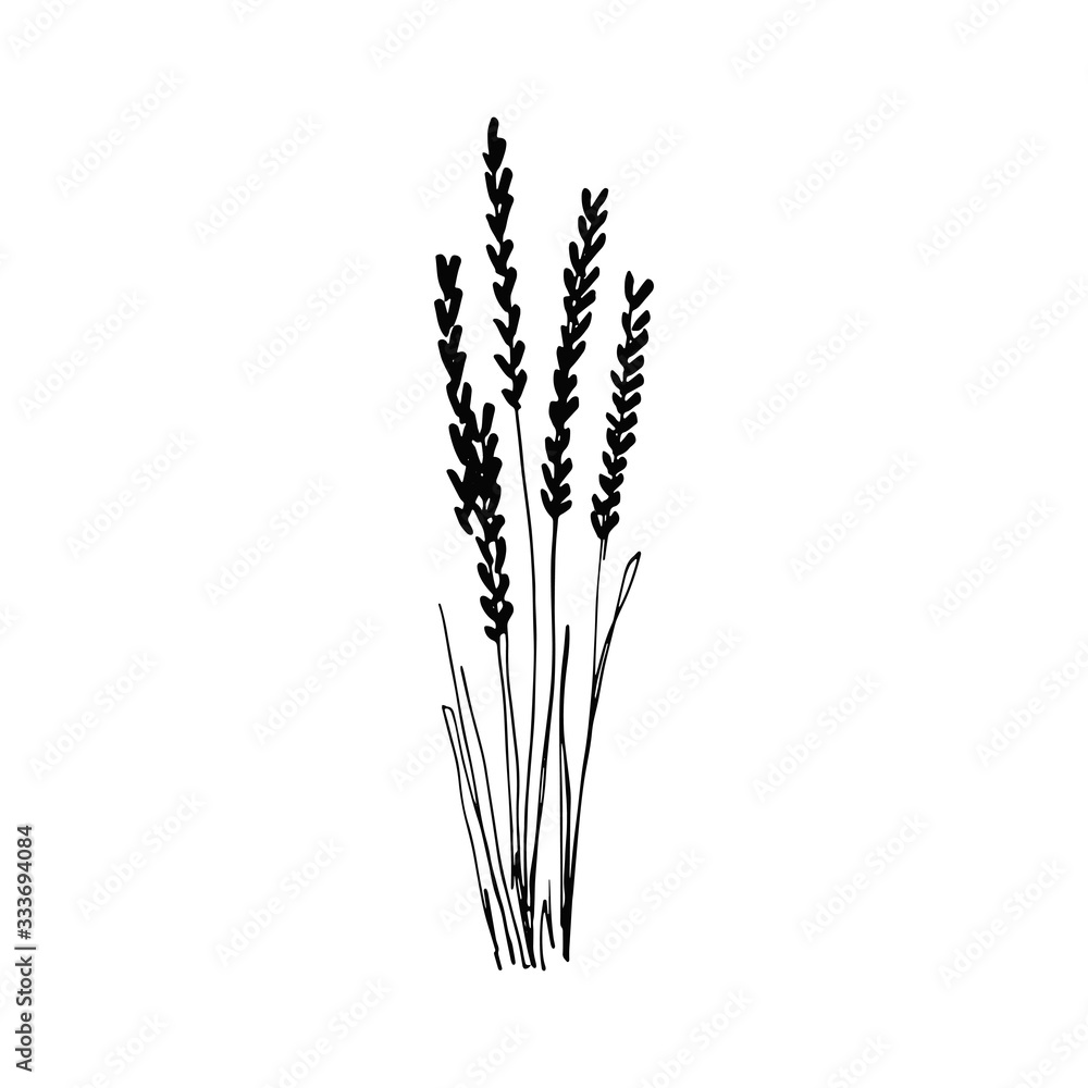 Fototapeta premium spikelets sketch drawing on a white background