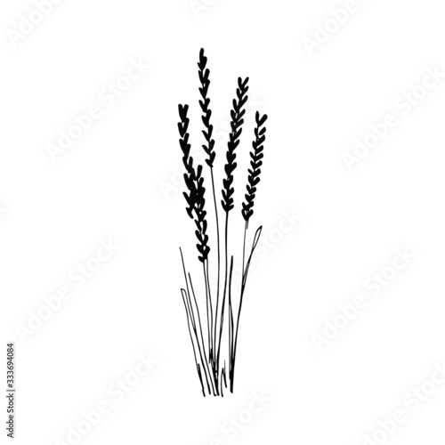 spikelets sketch drawing on a white background