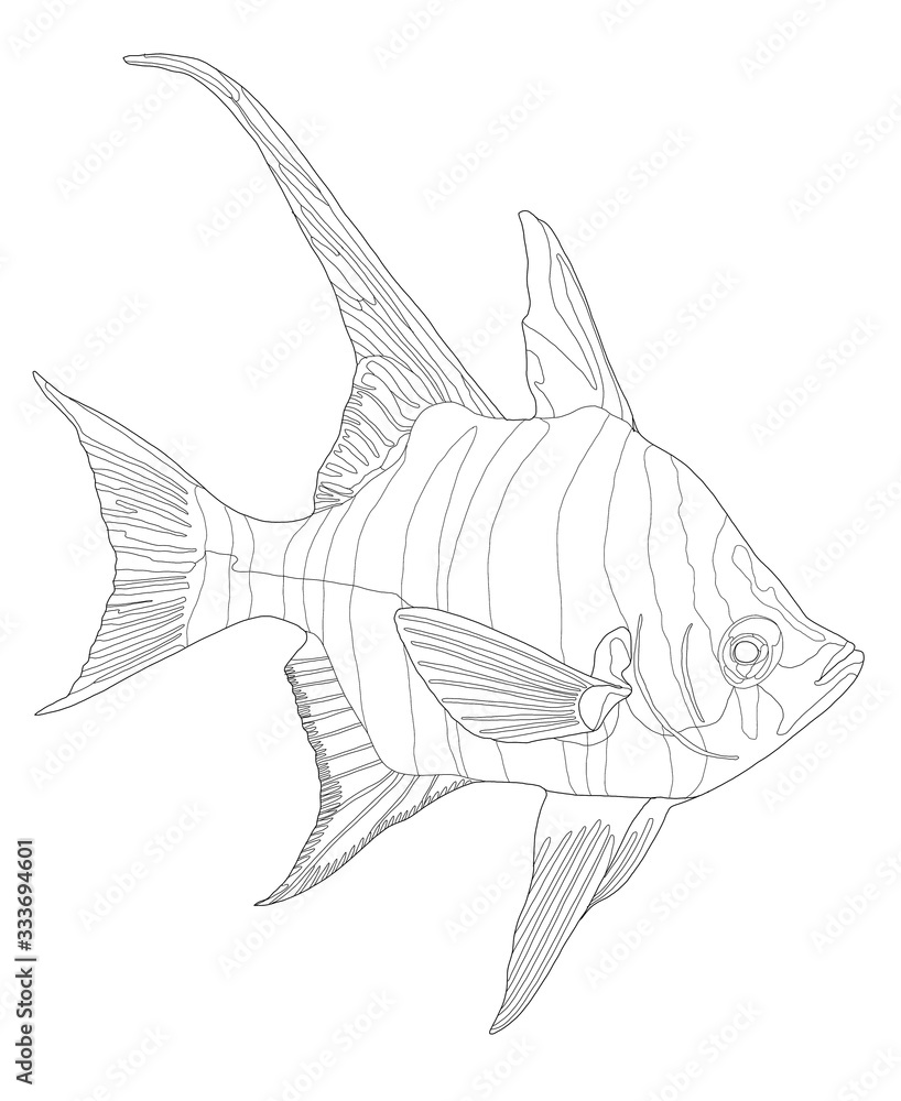 Aquarium fish. Line drawing. Stock Vector | Adobe Stock