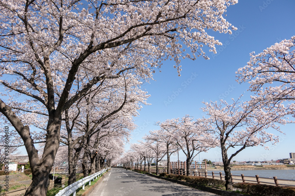 伊佐沼の桜並木 川越市