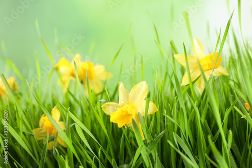 Fototapeta Naklejka Na Ścianę i Meble -  Bright spring grass and daffodils with dew against blurred background