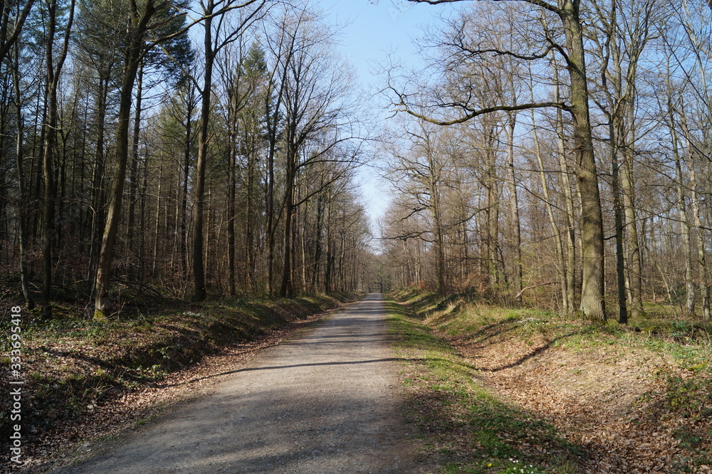 Waldweg Waldweg