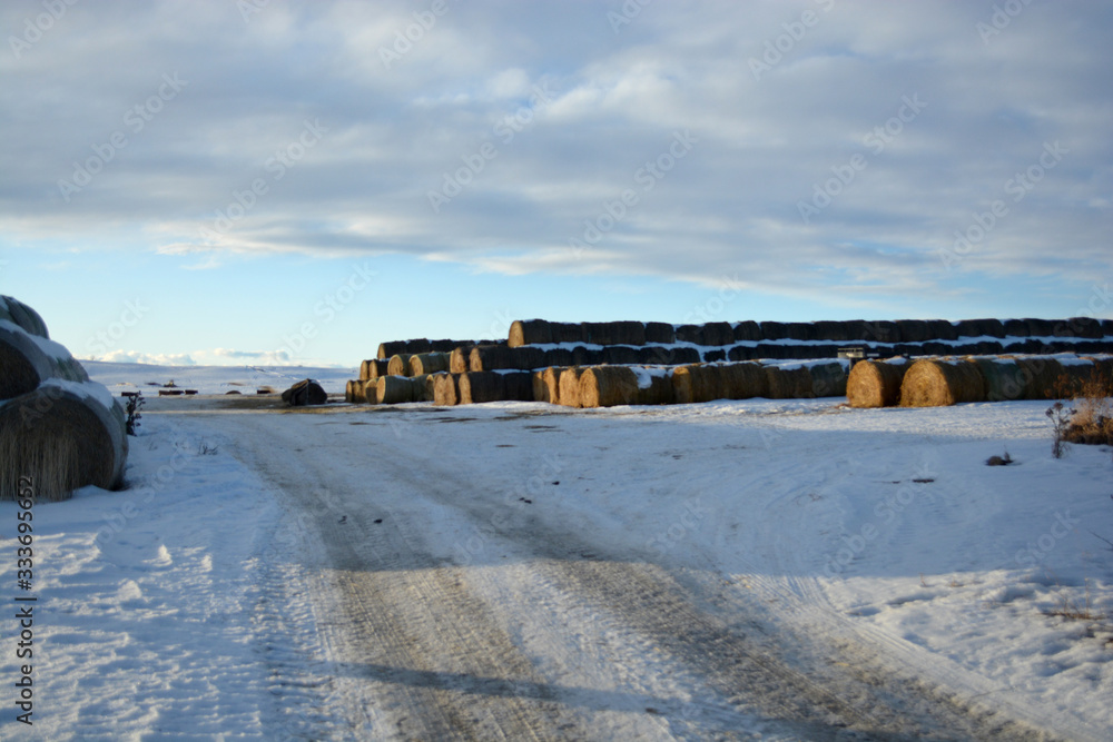 Large Stacks of Hay Bails on a Snowy Farm Field in Winter