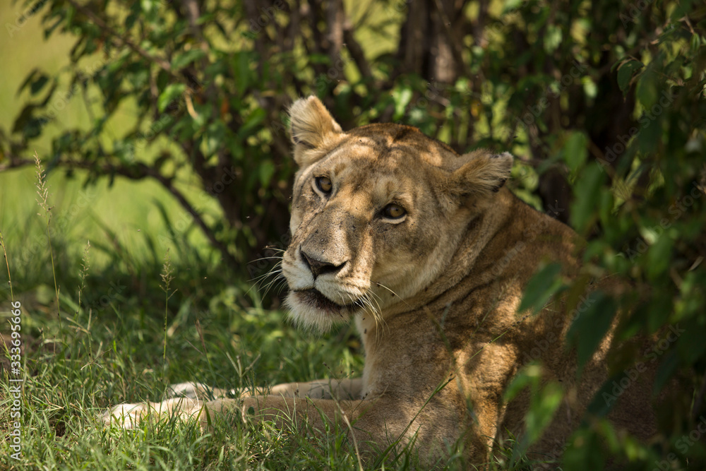 Obraz premium Female African Lion looking at Camera