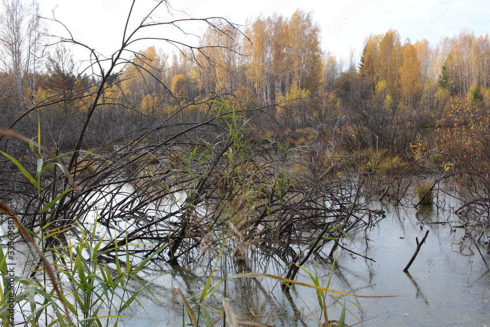swampy lake reservoir overgrown with grass in bushes impassable forest in autumn for hunting swampy lake reservoir overgrown with grass in bushes impassable forest in autumn for hunting
