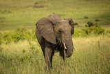 African Elephant in Masai Mara National Park