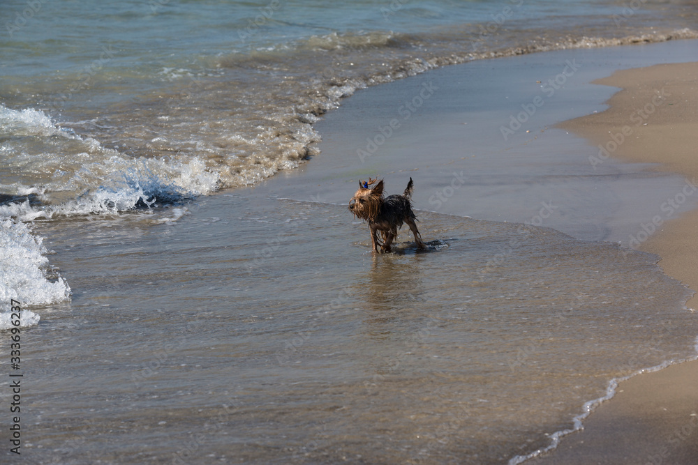 Big sea and little dog