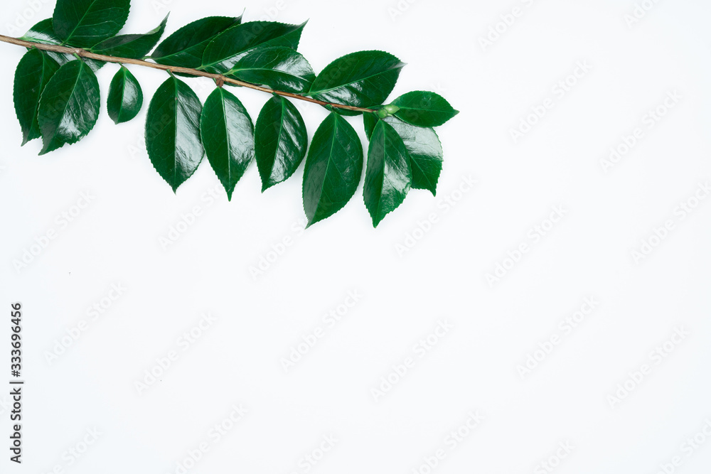 Green leaves on white background. Flat lay, top view, space. Green leaves on white background. Flat lay, top view, space.