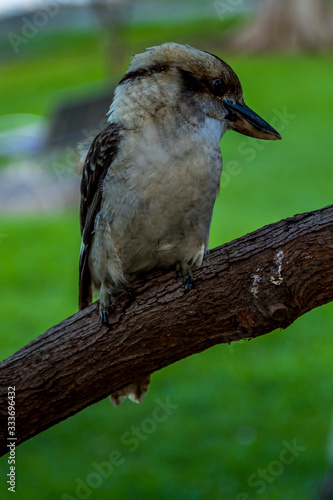 An Australian Kookaburra sitting on a branch in a park in Sydney  Australia at a hot and sunny day in summer.