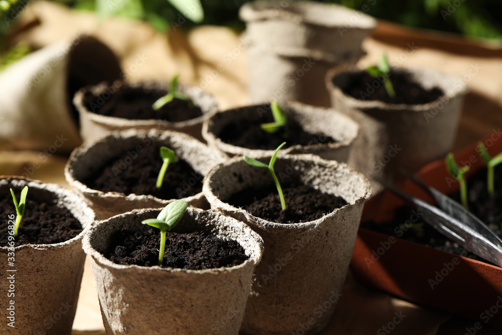 Young seedlings in peat pots on table Young seedlings in peat pots on table