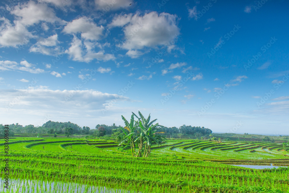 a vast expanse of rice fields and beautiful views in north bengkulu, indonesia