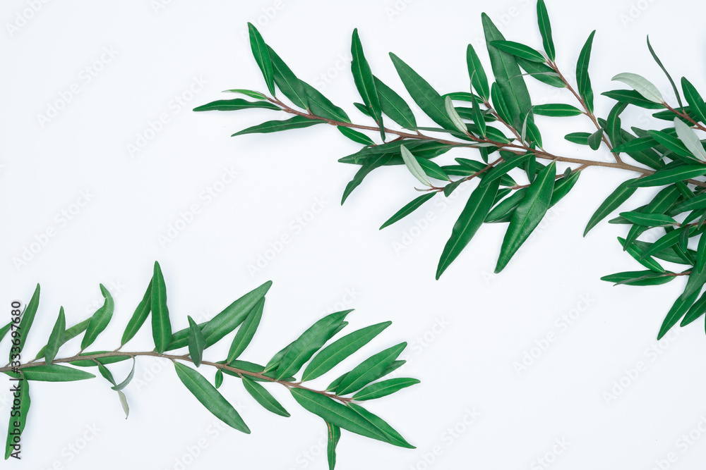 Green leaves on white background. Flat lay, top view, space. Green leaves on white background. Flat lay, top view, space.