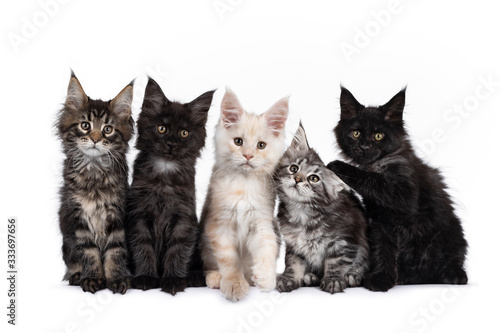 Row of five Maine Coon cat kittens, sitting beside each other on a row. Al looking towards camera. Isolated on white background.