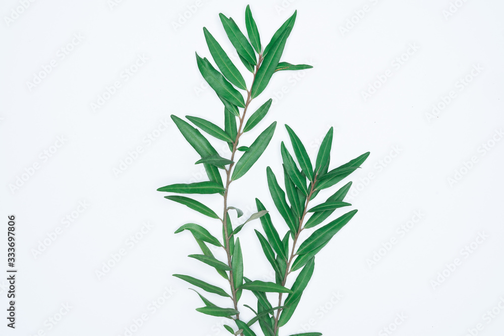Obraz premium Green leaves on white background. Flat lay, top view, space.