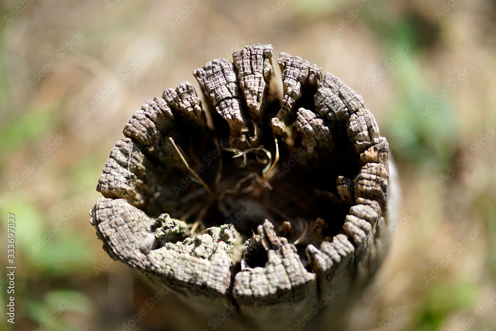 verwittert Holzpfosten