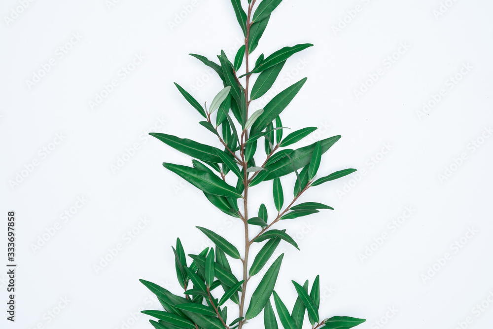 Green leaves on white background. Flat lay, top view, space. Green leaves on white background. Flat lay, top view, space.