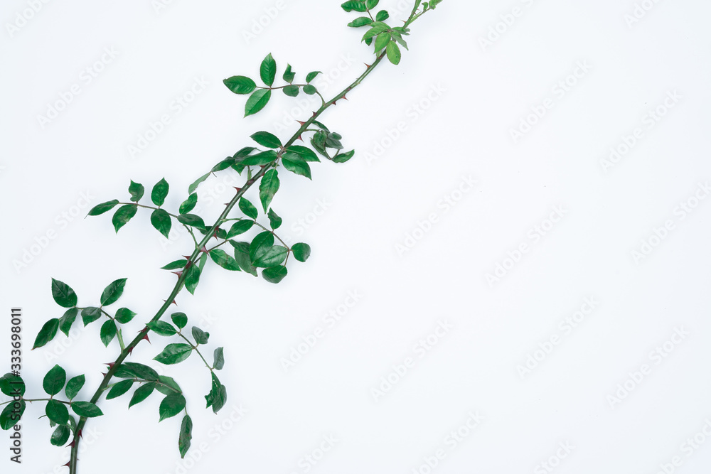 Fototapeta premium Green leaves on white background. Flat lay, top view, space.