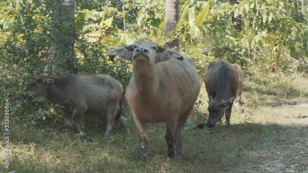 Asian buffaloes in the jungle of Thailand Asian buffaloes in the jungle of Thailand