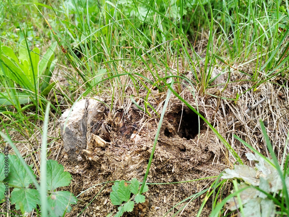 Nora delved into the ground. Round open entrance among tall grass and sand.