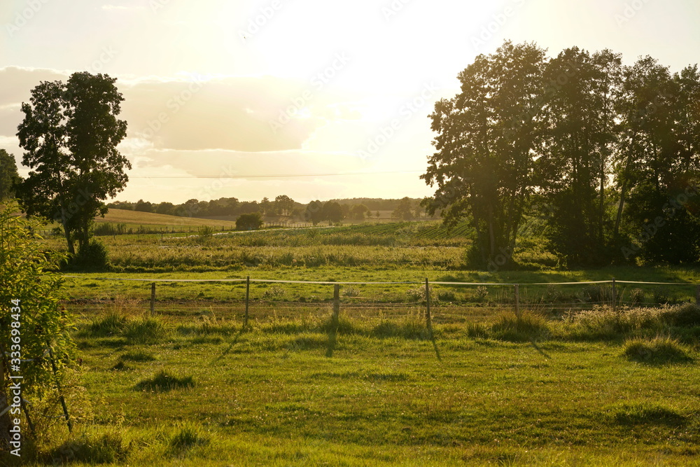 Fototapeta premium Weidelandschaft in Brandenburg