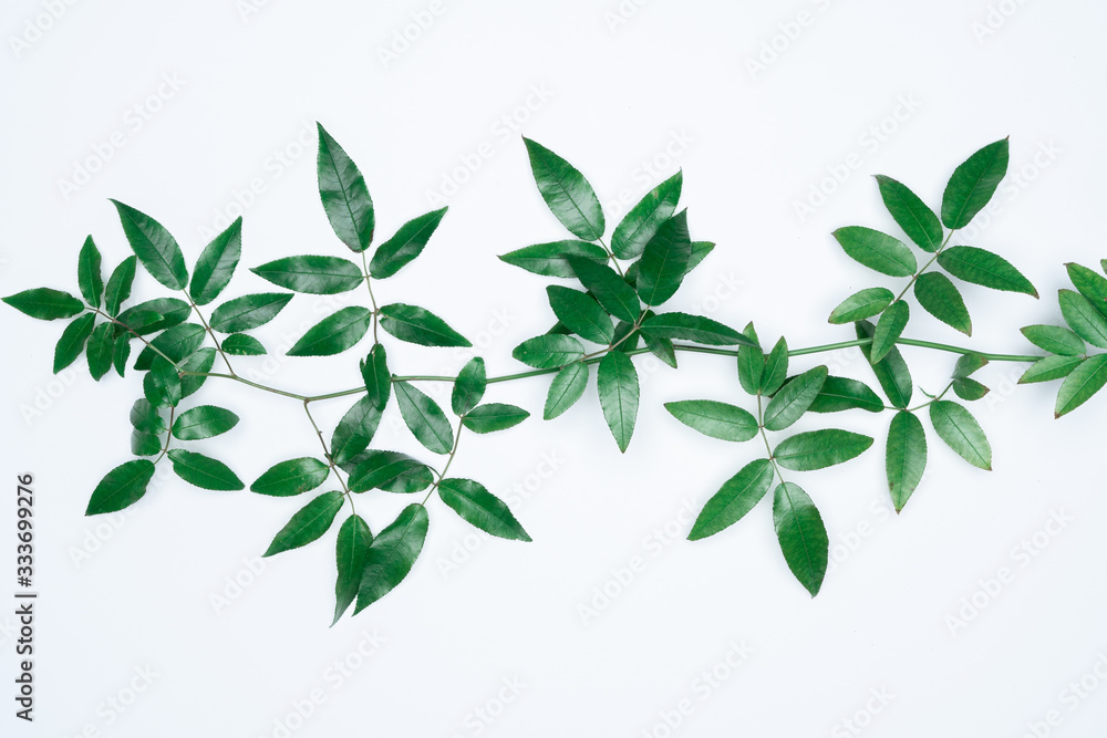 Green leaves on white background. Flat lay, top view, space.