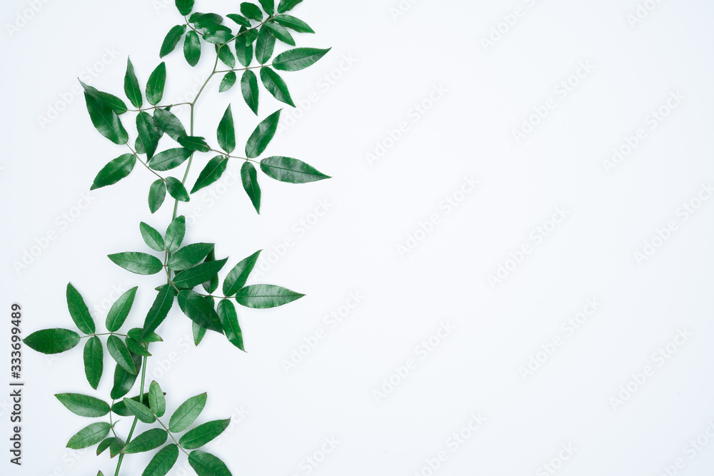 Green leaves on white background. Flat lay, top view, space. Green leaves on white background. Flat lay, top view, space.