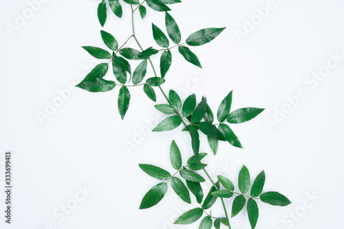 Green leaves on white background. Flat lay  top view  space.