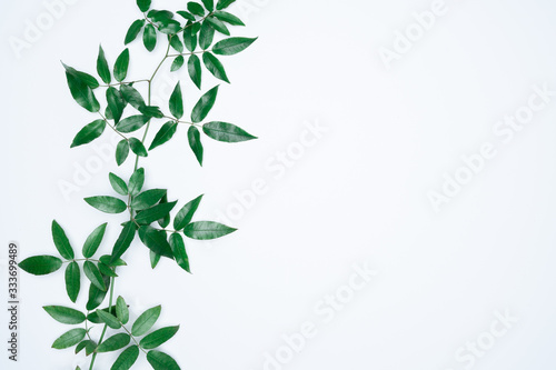 Green leaves on white background. Flat lay  top view  space.