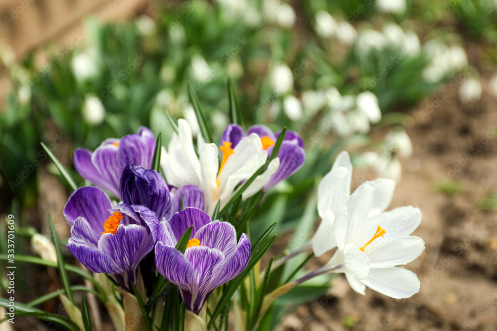 Beautiful crocuses in garden, closeup. Spring season Beautiful crocuses in garden, closeup. Spring season