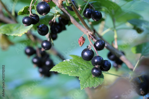 Multiple blackcurrant berries growing in bush located in a backyard of a Finnish summer cottage. Healthy and fresh berries full of vitamin c & other antioxidants. Can be eaten fresh or used for baking