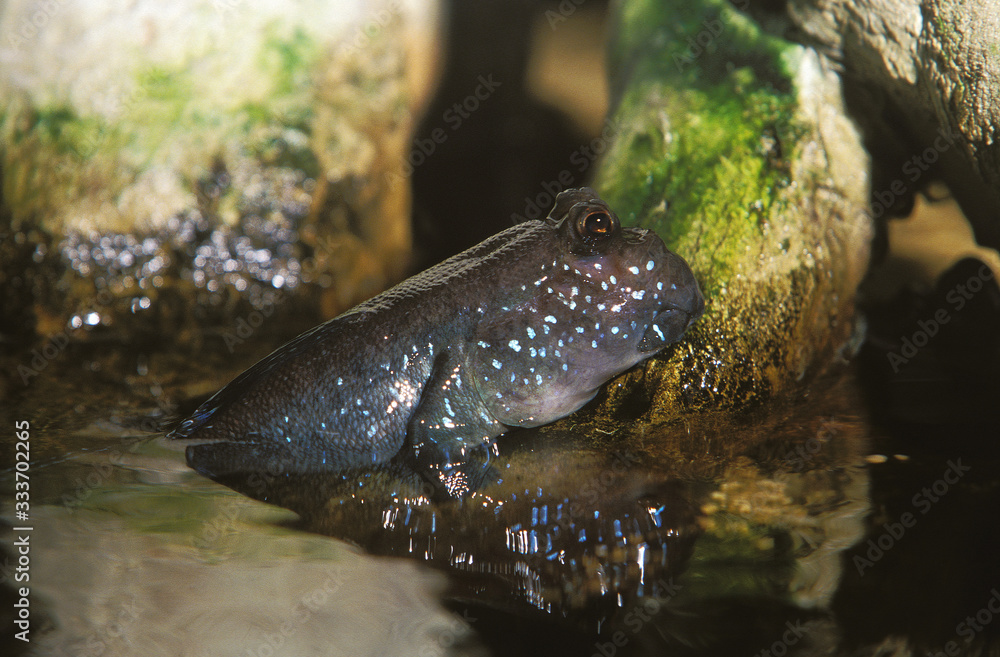 Fototapeta premium ADULT MUDSKIPPER periophthalmus EMERGING FROM WATER .