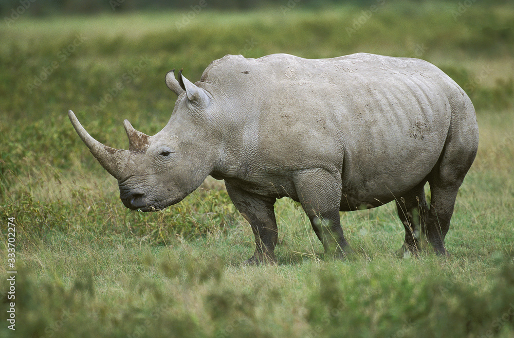 WHITE RHINOCEROS ADULT ceratotherium simum IN SAVANNAH, SOUTH AFRICA . WHITE RHINOCEROS ADULT ceratotherium simum IN SAVANNAH, SOUTH AFRICA .