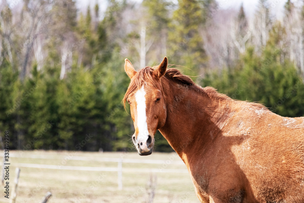 Obraz premium Cheval Cantons de l'Est, Estrie, Québec Canada