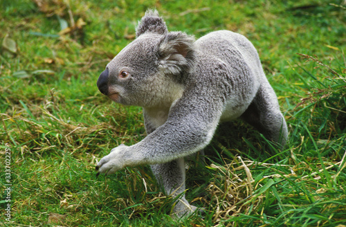 Photography KOALA phascolarctos cinereus, ADULT WALKING ON GRASS, AUSTRALIA