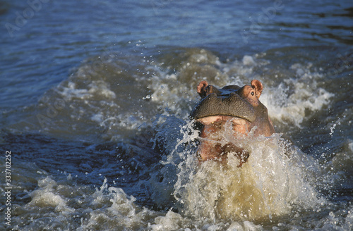 HIPPOPOTAMUS hippopotamus amphibius, ADULT THREAT DISPLAYING, MASAI MARA PARK IN KENYA  .