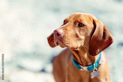 Vizsla portrait of dog turning head
