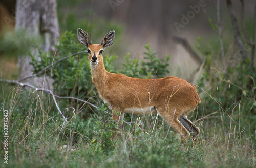 Tableau sur toile STEENBOK raphicerus campestris , SOUTH AFRICA .