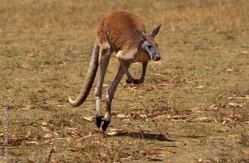 .MALE MOVING ON DRY GRASS, AUSTRALIA