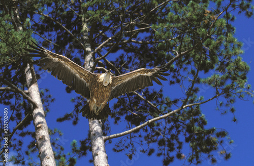 RUPPELL'S VULTURE ADULT gyps rueppellii FLYING FROM TREE AGAINST BLUE SKY IN KENYA  . photo