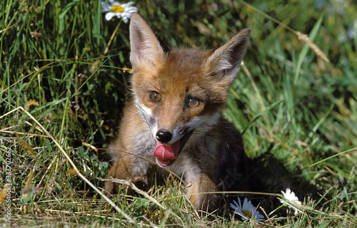YOUNG RED FOX vulpes vulpes ON GRASS, STICKING TONGUE OUT .