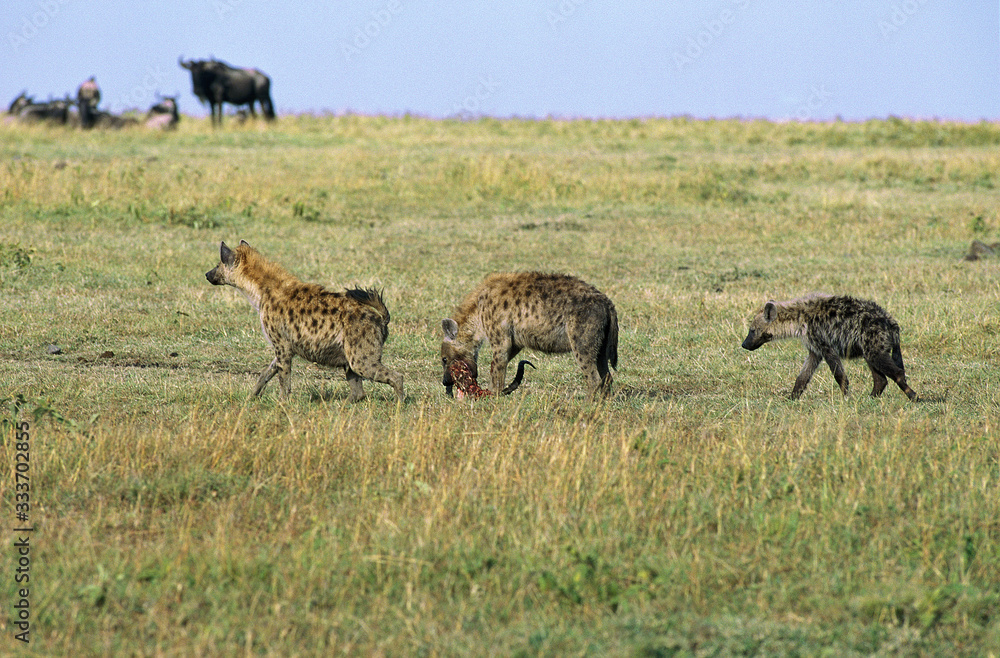 HYENE TACHETEE crocuta crocuta, ADULT CARRYING CARCASS, MASAI MARA PARK IN KENYA. HYENE TACHETEE crocuta crocuta, ADULT CARRYING CARCASS, MASAI MARA PARK IN KENYA.